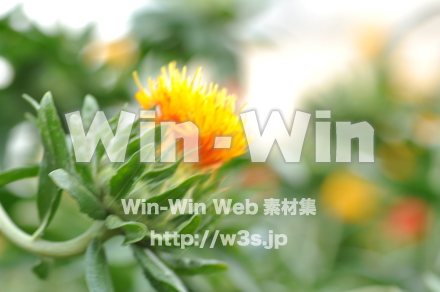 ベニバナ畑の写真素材 W-017328