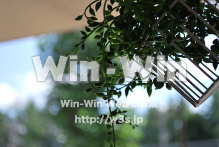 植物の写真素材 W-017957