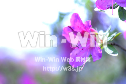 つつじの写真素材 W-016694