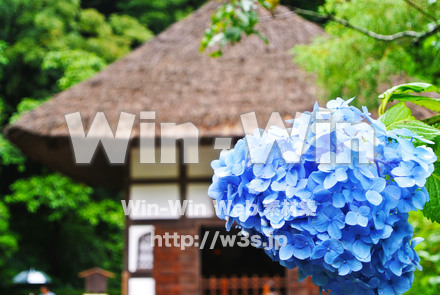 紫陽花の写真素材 W-017394