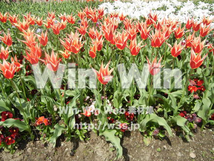 チューリップの写真素材 W-017637