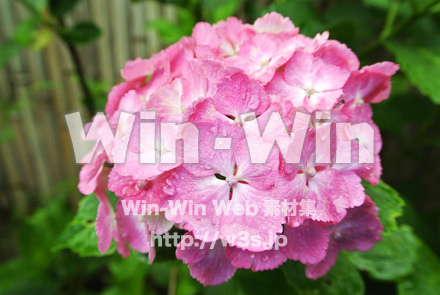 ピンクのあじさいの写真素材 W-017393