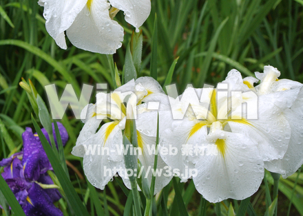 明月院の花菖蒲の写真素材 W-017391