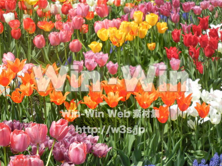 チューリップの写真素材 W-017642