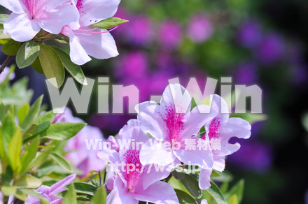 つつじの写真素材 W-016686