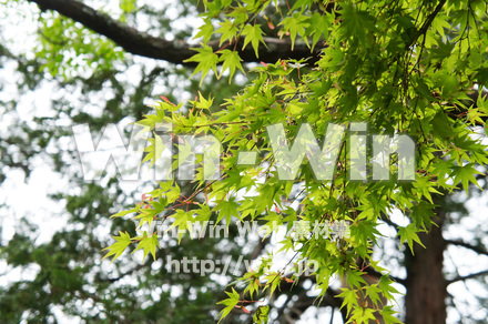 もみじの写真素材 W-017226