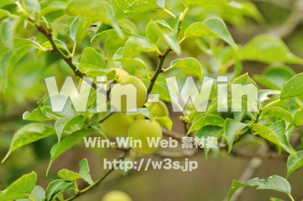 梅の実ですの写真素材 W-017207