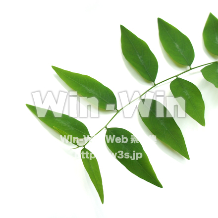 アマメシバの写真素材 W-017759