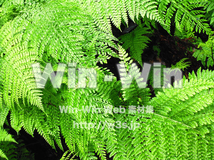 シダの写真素材 W-017396