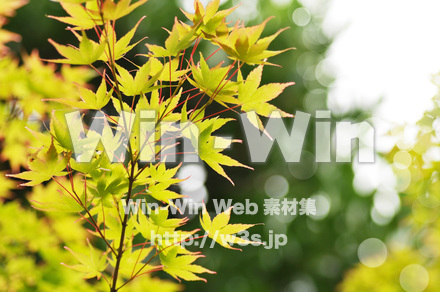 もみじの写真素材 W-017220
