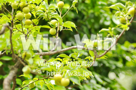 梅の実ですの写真素材 W-017209