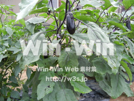 なすの写真素材 W-017631