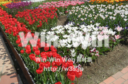 チューリップの写真素材 W-017641