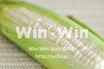 白いトウモロコシの写真素材 W-017557