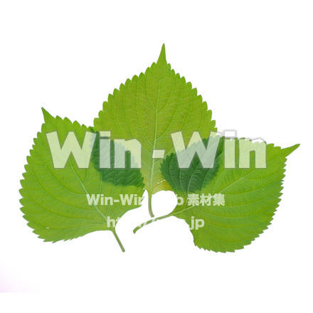 えごまの葉３枚の写真素材 W-016366
