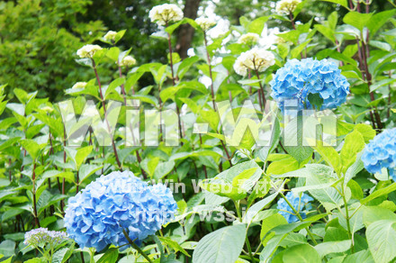 紫陽花の写真素材 W-017125