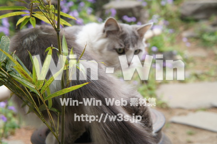 野良猫の写真素材 W-016481