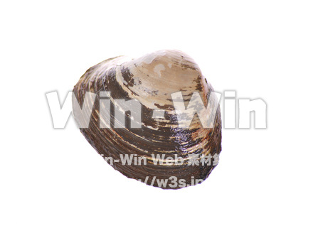 ホッキ貝の写真素材 W-017008