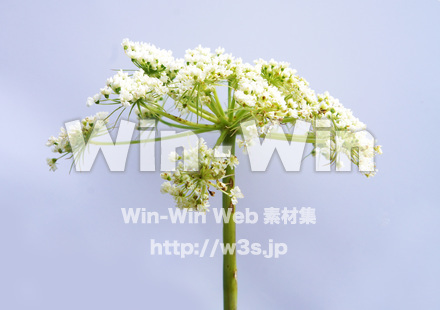 コウホンの写真素材 W-017769