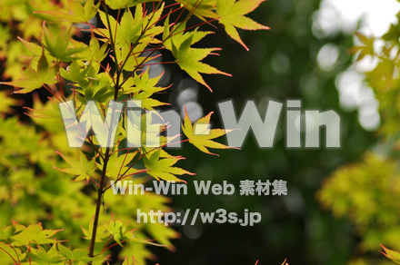 もみじの写真素材 W-017222