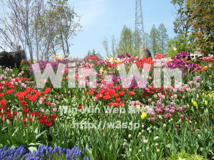 チューリップの写真素材 W-017632