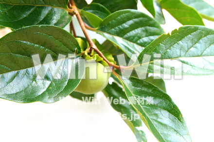 カシノキの写真素材 W-017881