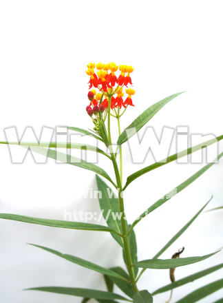 トウワタの写真素材 W-017740