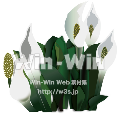 水芭蕉のCG・イラスト素材 W-017686