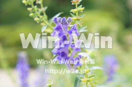 コガネバナの写真素材 W-017764