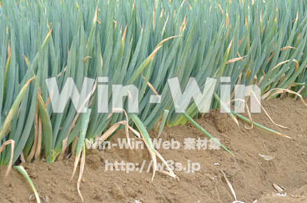 葱畑の写真素材 W-017358