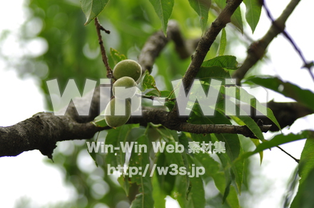 梅の実ですの写真素材 W-017204