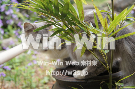 野良猫の写真素材 W-016482