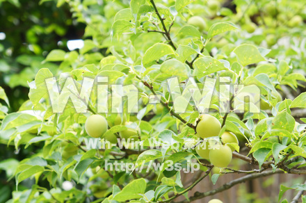 梅の実ですの写真素材 W-017201