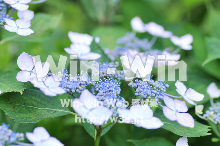 紫陽花の写真素材 W-017108