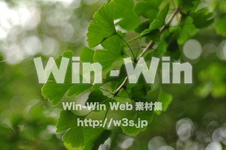 イチョウの写真素材 W-017240