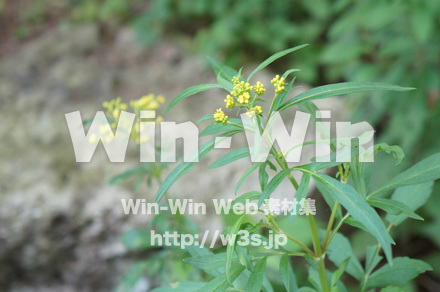 オミナエシの写真素材 W-017818