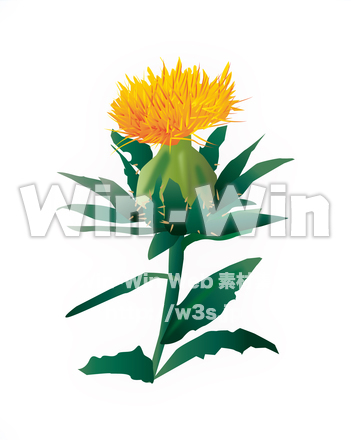 ベニバナのCG・イラスト素材 W-016330