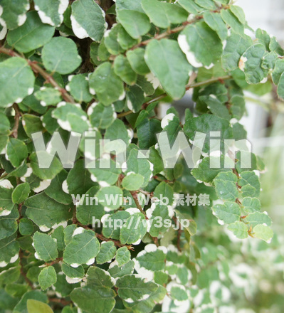 リュウガン（竜眼、龍眼）の写真素材 W-017741