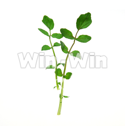 クレソンの写真素材 W-016197