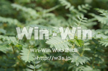 ハマビシの写真素材 W-017763