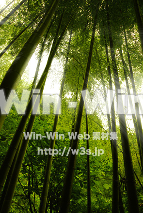 竹林　木漏れ日の写真素材 W-017384