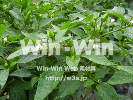 ししとうの写真素材 W-017629