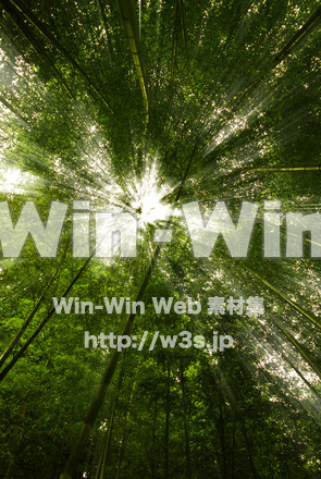 竹林の中の写真素材 W-017416