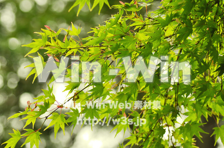 もみじの写真素材 W-017217