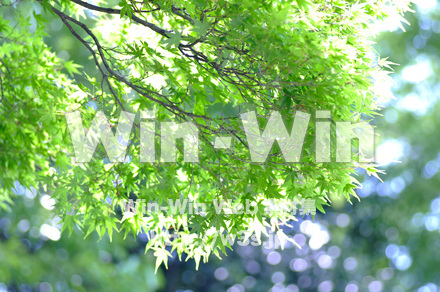 新緑の写真素材 W-016684