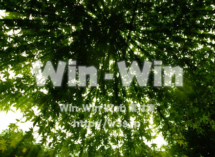 青もみじの木漏れ日の写真素材 W-017418