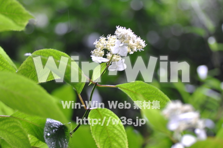 紫陽花の写真素材 W-017404