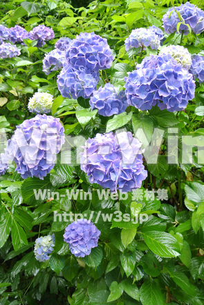 明月院のあじさいの写真素材 W-017386