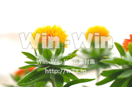 ベニバナの写真素材 W-017330