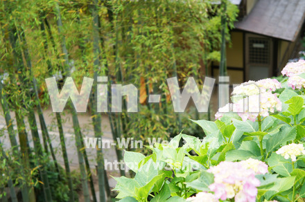 紫陽花の写真素材 W-017082